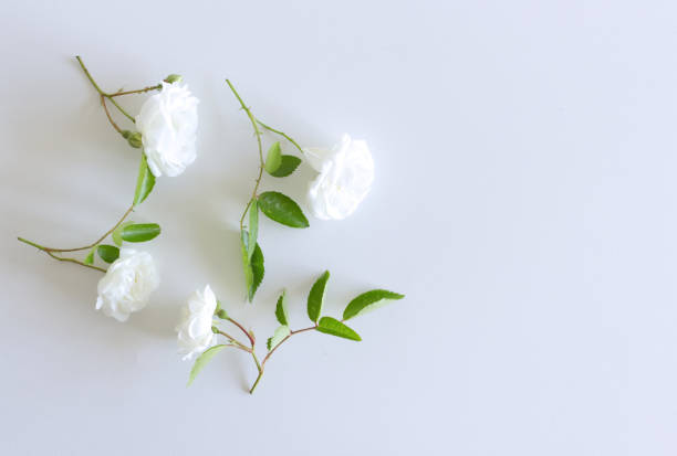 istock Floral pattern made of white roses, green leaves, branches on white background. Flat lay, top view. Valentines background. Floral pattern. Pattern of flowers. Flowers pattern texture. 1154594991