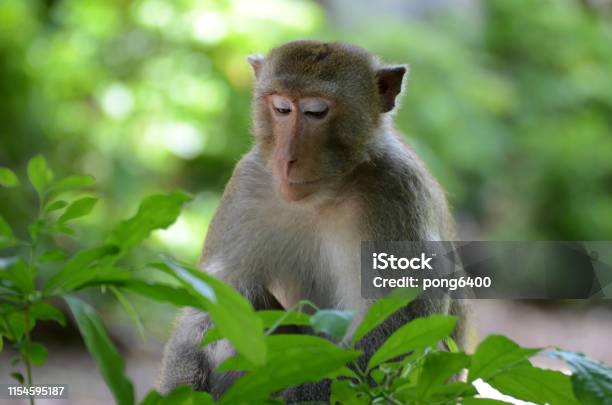 Photo libre de droit de Portrait De Macaque Assis Seul Dans La Forêt banque d'images et plus d'images libres de droit de Animal vertébré - Animal vertébré, Animaux à l'état sauvage, Asie