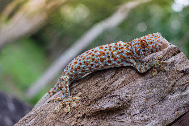 istock Tokay gecko clings into a tree on green blurred background 1154595410