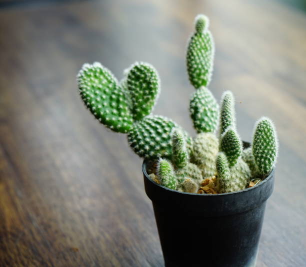 small Cactus at windows Cactus, Succulent Plant, Plant, Daisy, Flower Pot small Cactus stock pictures, royalty-free photos & images