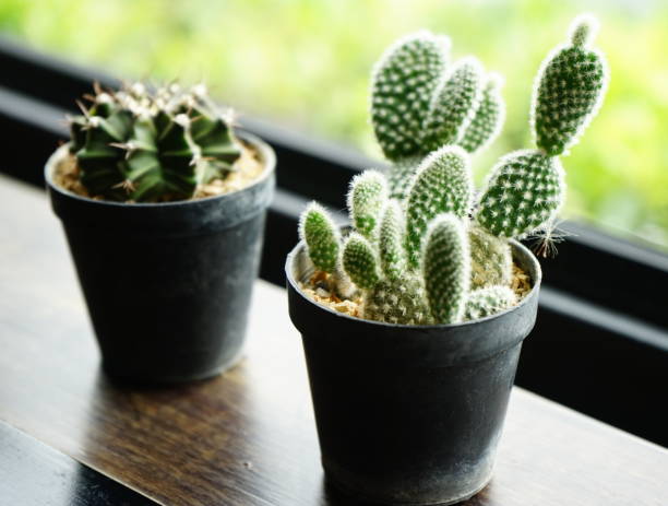 istock Small cactus plants in Pot at windows 1154596250