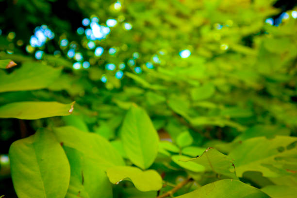 istock Beautiful fresh light green and yellow tree leaves on nature color pattern background and wallpaper 1154596397