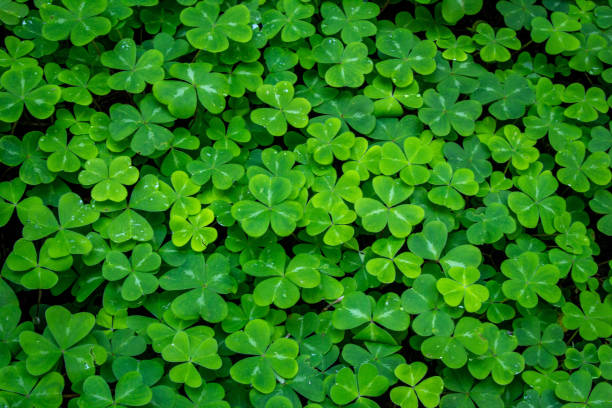 trevo - st patricks day clover four leaf clover irish culture - fotografias e filmes do acervo