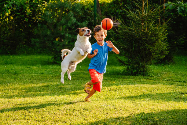 Family having fun outdoor with dog and basketball ball Jack Russell Terrier jumping to catch ball yard grounds stock pictures, royalty-free photos & images