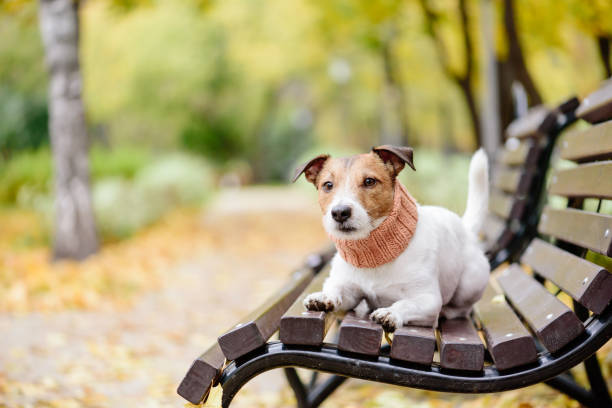 istock Domestic purebred pet dog off leash on bench at fall (autumn) park 1154596599
