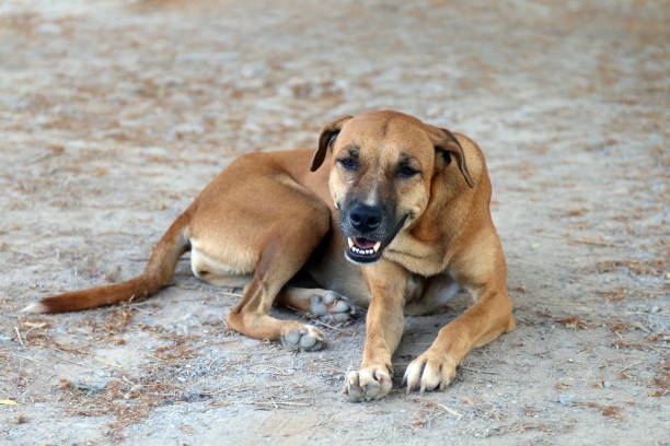 istock Brown dog good mood and smiling dog 1154597473