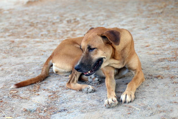 istock Brown dog good mood and smiling dog 1154597506
