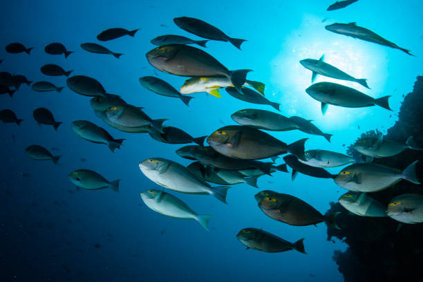 istock School of Surgeon Fish in Blue Water 1154597544