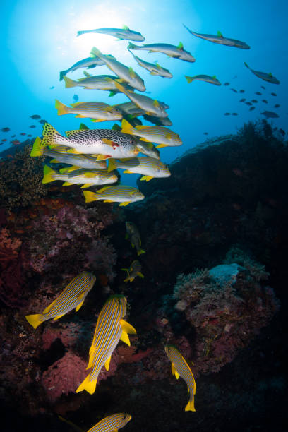 istock Fish Schooling Above Reef in Indonesia 1154597754
