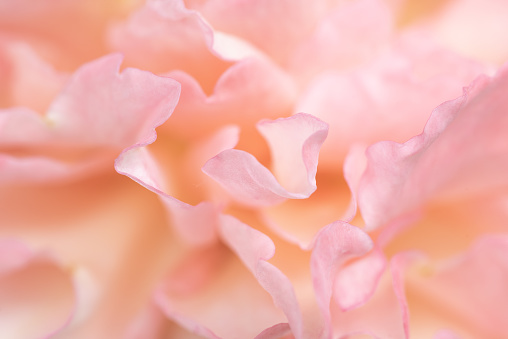 Beautiful delicate rose flower petals close up. Sweet color petals in soft style. Abstract, feminine, pink, coral and orange background.