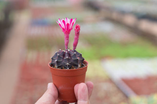 Man holding a small cactus in hand on nature background