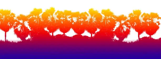 Photo of Colourful orange blue Row sugar palm tree branch silhouette background, Tree shape palm background jungle, Picture Tree of art sunset light multi color orange yellow wallpaper backdrop