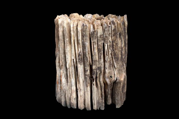 istock Stump, Old logs, Wood decay on isolated Black background (Selective Focus) 1154598189