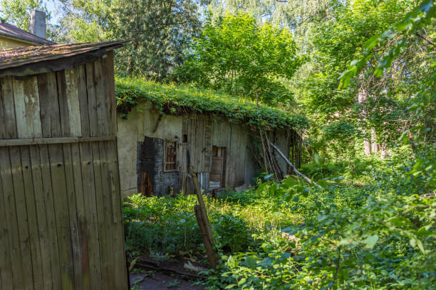 istock Abandoned Shack Covered with Green Moss in an Urban Setting 1154599223