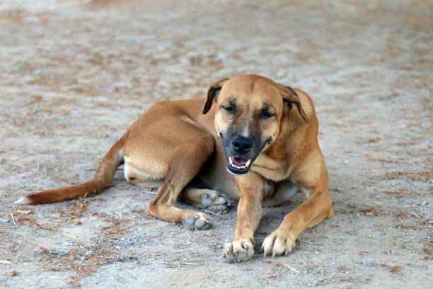 istock Brown dog good mood and smiling dog 1154599349