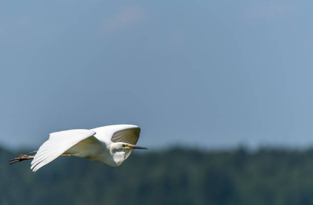 istock Great White Egret Flying Over a Wetland in Latvia 1154599734