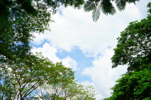 istock Tree tops framing the sunny blue sky 1154599829