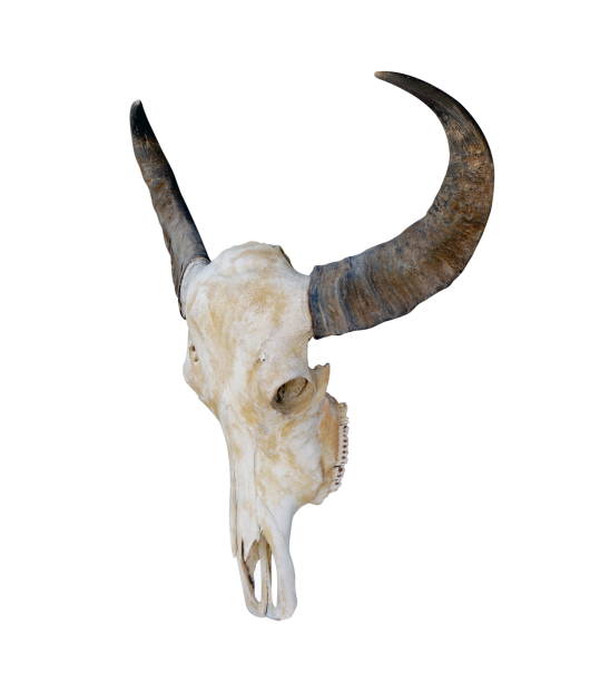 teschio di mucca, teschio di mucca testa con corna isolate su sfondo bianco, corno teschio - horned death dead texas longhorn cattle foto e immagini stock