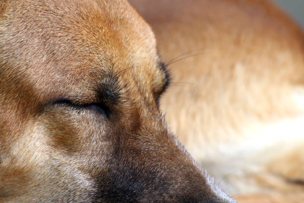 the dog is sleeping, a close-up of the head of a red-haired mutt dog. comfort and tranquility of pets.