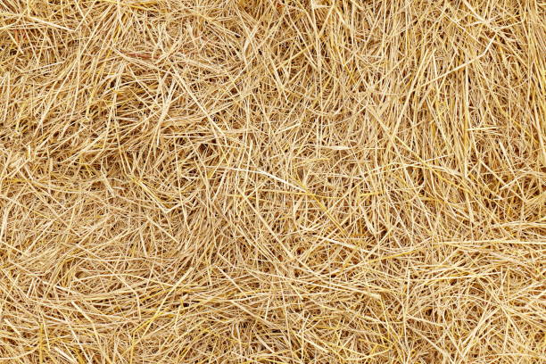 straw, dry straw, hay straw yellow background, hay straw texture