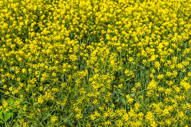 istock Yellow Wildflower Background in Springtime 1154601162