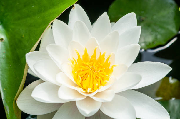 istock flower of water lily white hatched natural 1154601187
