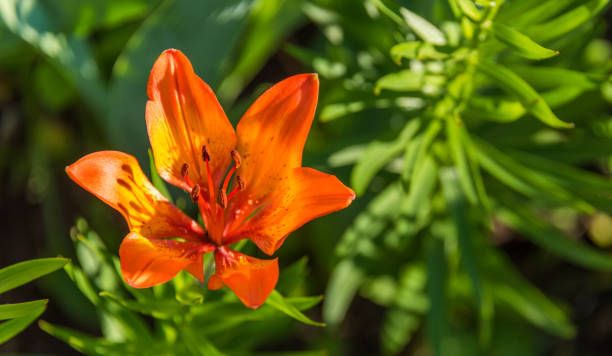 istock Orange Day Lilly on Green Background in a Garden 1154601754