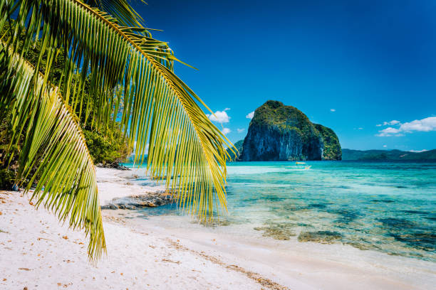 istock Palm tree branches on sandy beach with impressive Pinagbuyutan island in background. Dreamlike landscape scenery in El Nido, Palawan, Philippines 1154601872