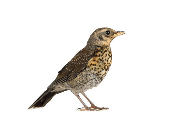 istock Cute baby bird thrush fieldfare isolated on a white 1154601885