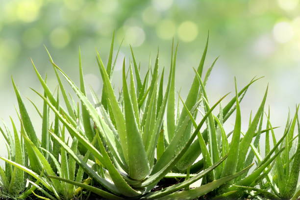 aloe vera, hoja fresca de aloe vera en el jardín de la granja natural fondo sol luz bokeh naturaleza verde, aloe vera plantation, aloe vera para cosméticos de ingredientes - áloe fotografías e imágenes de stock