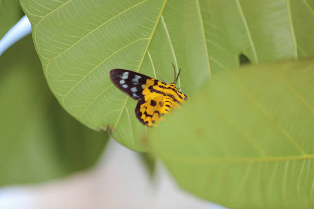 A Skipper ( unidentified genus ) on a painted steel pipe where it is absorbing mineral much like a salt lick for cattle. Photo taken in Xalapa Vera Cruz Mexico in October.