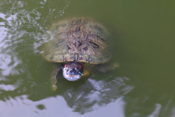A pair of turtles that are kept water reservoirs