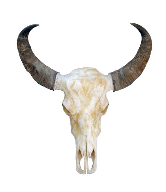 istock cow skull, head cow skull with horns isolated on white background, skull horn 1154604849