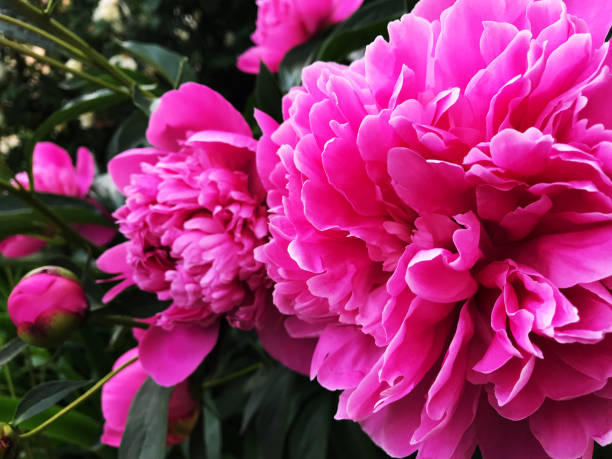 istock Peony flowers close up 1154605048