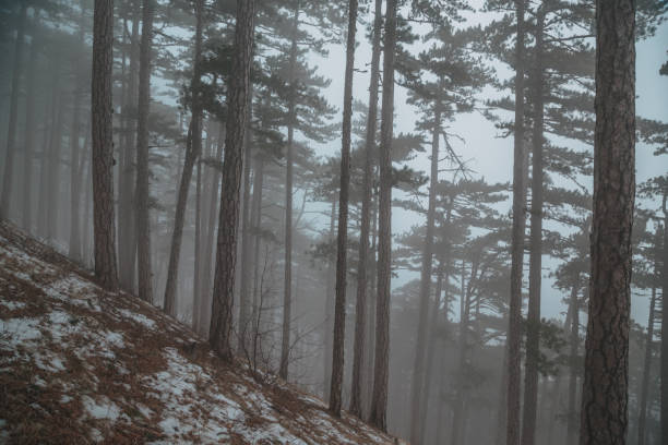 istock Frosty morning forest and mountains 1154605892