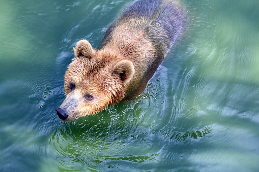 Three spring Brown Bear cubs are see in this photo.  The cubs are on a lake beach in Katmai National Park in Alaska.  One cub is in the back focus blurred while two cubs walk towards the camera.  It is raining.  These cubs were born in the spring and are 6 months old.