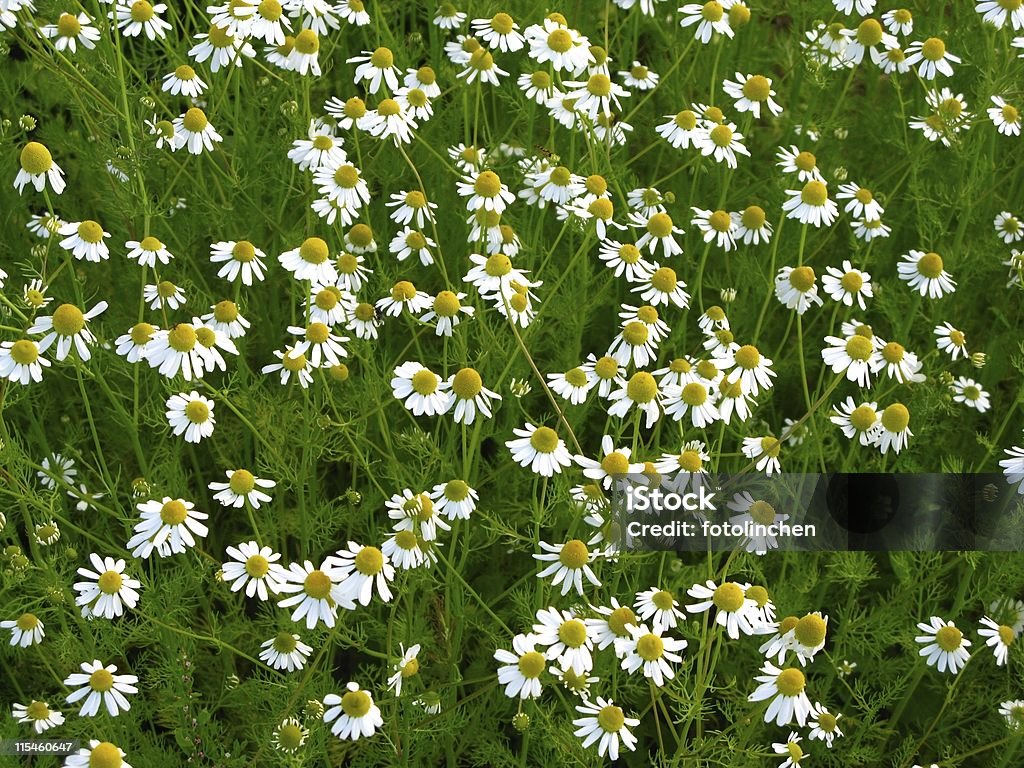 Camomille - Photo de Blanc libre de droits