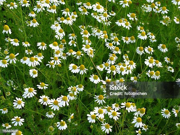 Photo libre de droit de Camomille banque d'images et plus d'images libres de droit de Blanc - Blanc, Botanique, Camomille - Fleur des zones tempérées