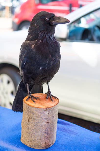 stuffed Raven on flea market