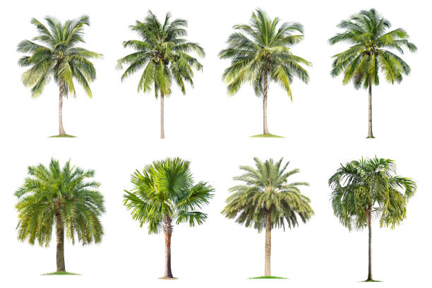 istock Coconut and palm trees Isolated tree on white background , 1154607339