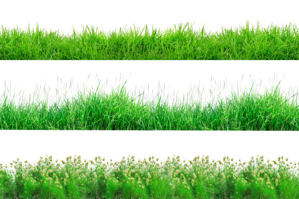Green Grass Border isolated on white background.The collection of grass.(Manila Grass)The grass is native to Thailand is very popular in the front yard.