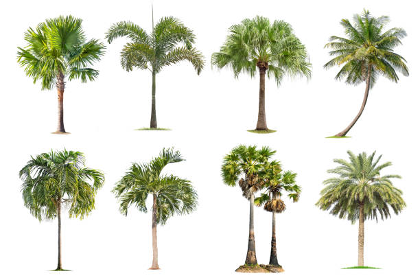 kokosnuss und palmen isolierter baum auf weißem hintergrund, - palme fotos stock-fotos und bilder