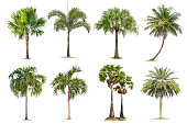 Coconut and palm trees Isolated tree on white background ,