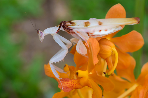 Praying Mantis on Pink Zinnia Flower on Blured Background