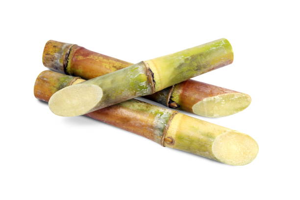 istock Sugar cane, Cane, Sugarcane piece fresh, Sugar cane on white background, Sugarcane fresh 1154607657