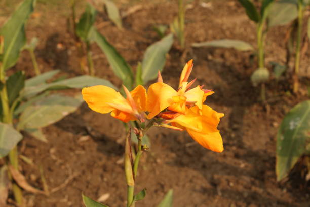 istock Yellow flower in garden 1154607664