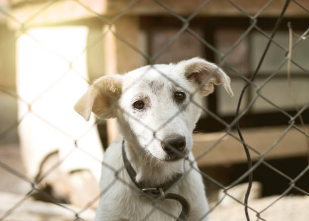 Sad white stray dog sitting