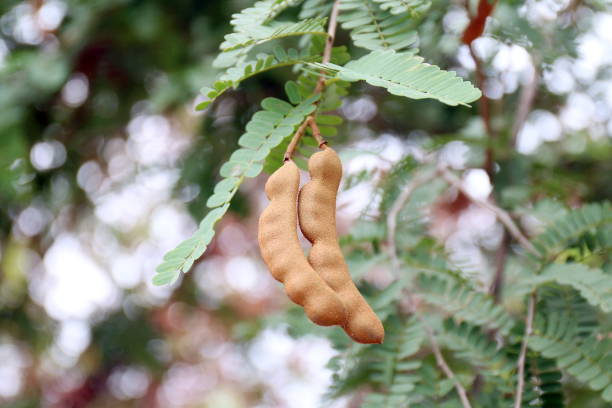 tamarind, tamarind fresh young on tree tamarind (selective focus)