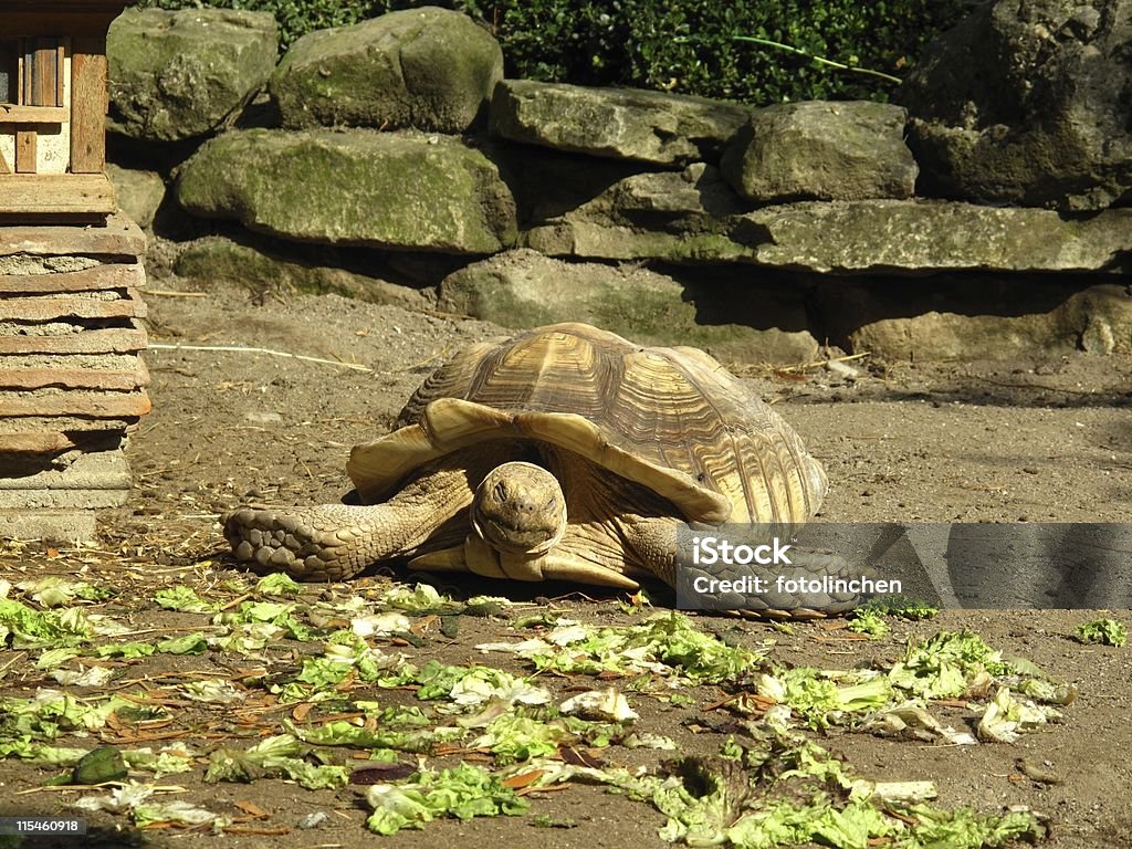 Große turtle - Lizenzfrei Farbbild Stock-Foto