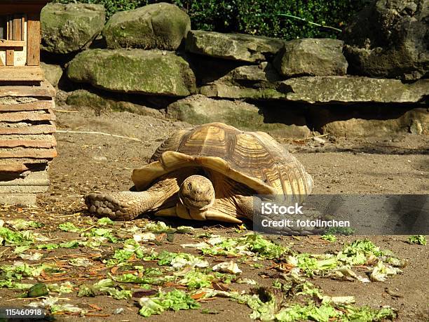 Große Turtle Stockfoto und mehr Bilder von Farbbild - Farbbild, Fotografie, Groß